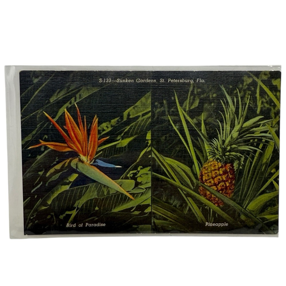 Vintage Linen Postcard Sunken Gardens St Petersburg Florida Birds of Paradise CT